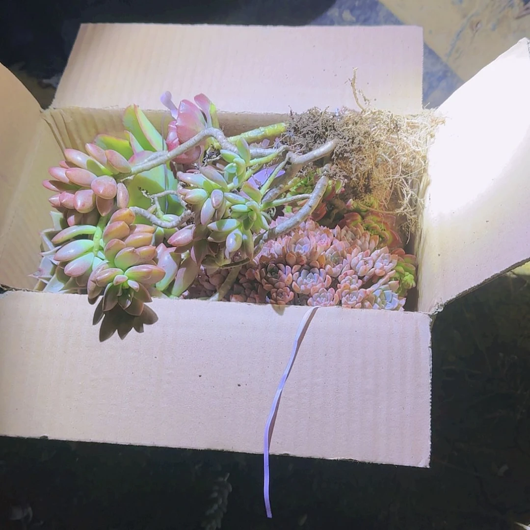【闪购商品】箱拍多肉