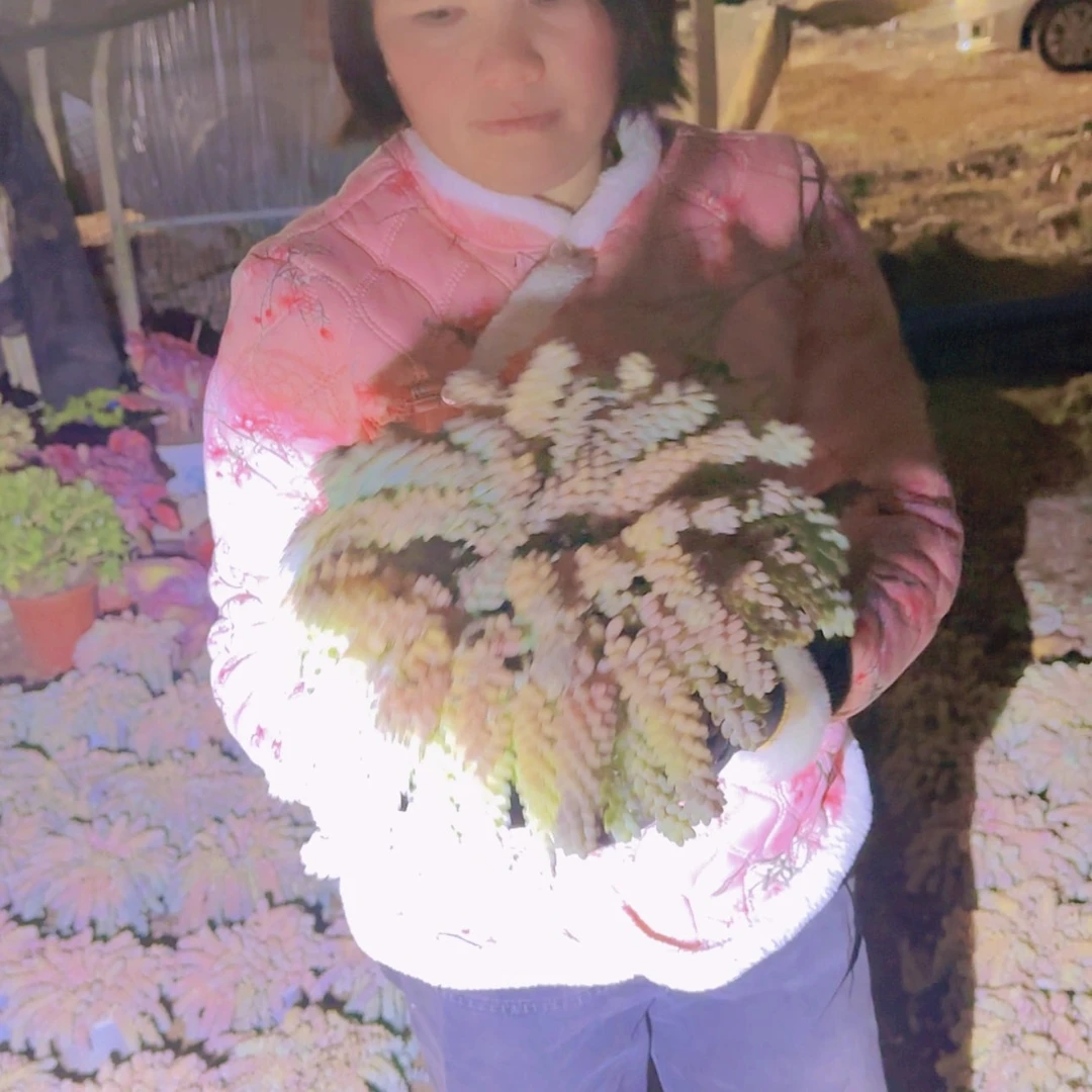 【闪购商品】彩虹玉坠多肉