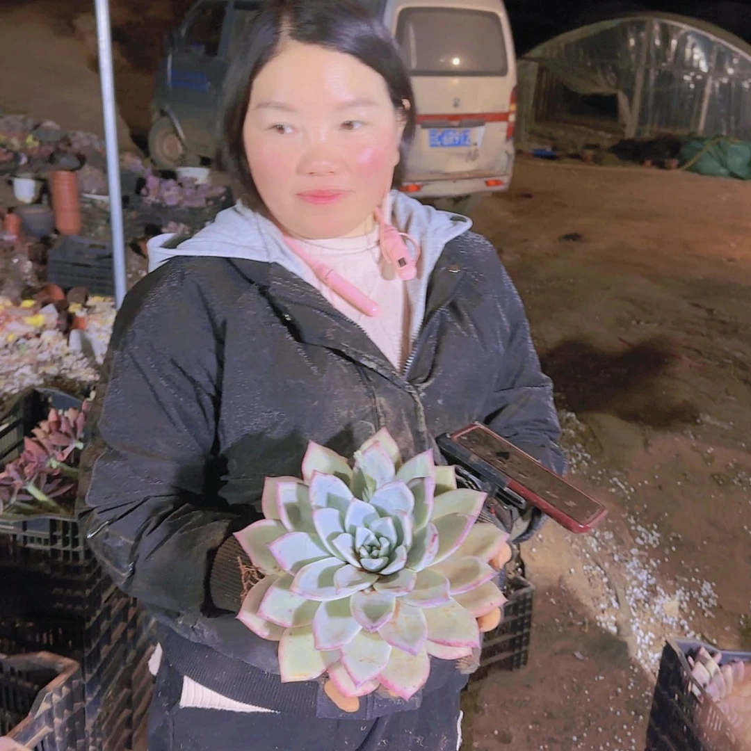 【闪购商品】野卡多肉