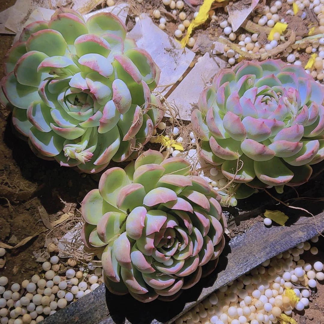 【闪购商品】侧影单头