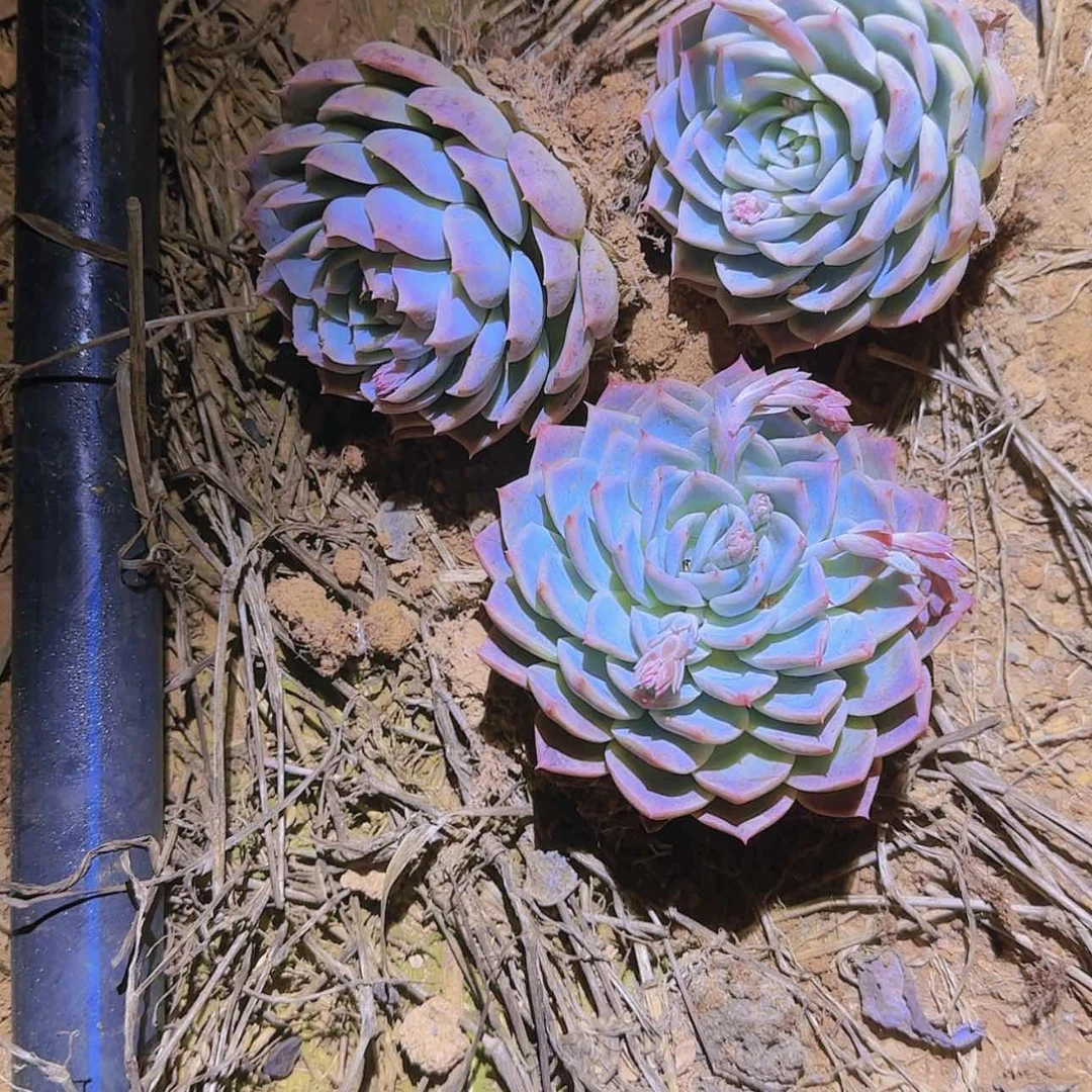【闪购商品】吉娃娃3颗