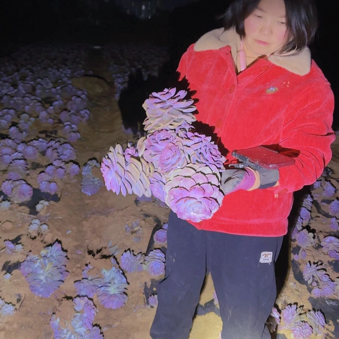 【闪购商品】地栽大紫乐多肉