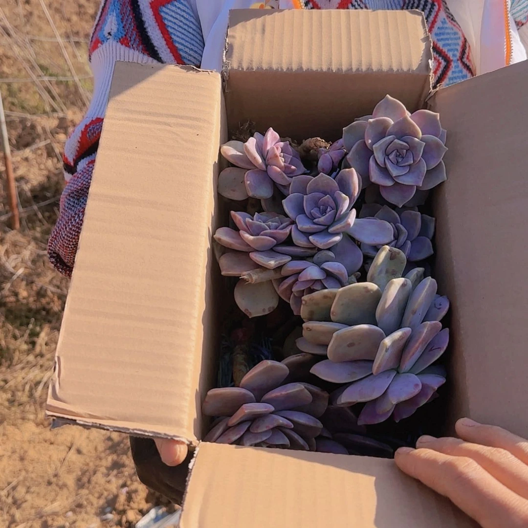 【闪购商品】箱拍紫乐多肉