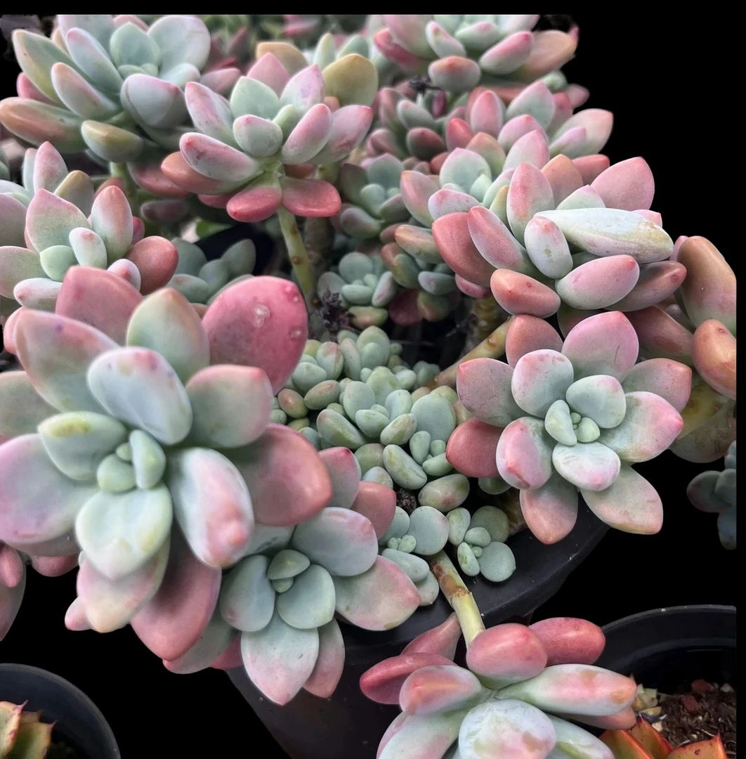 地栽红洛神多肉25公分以上发货整装无砍群生多头