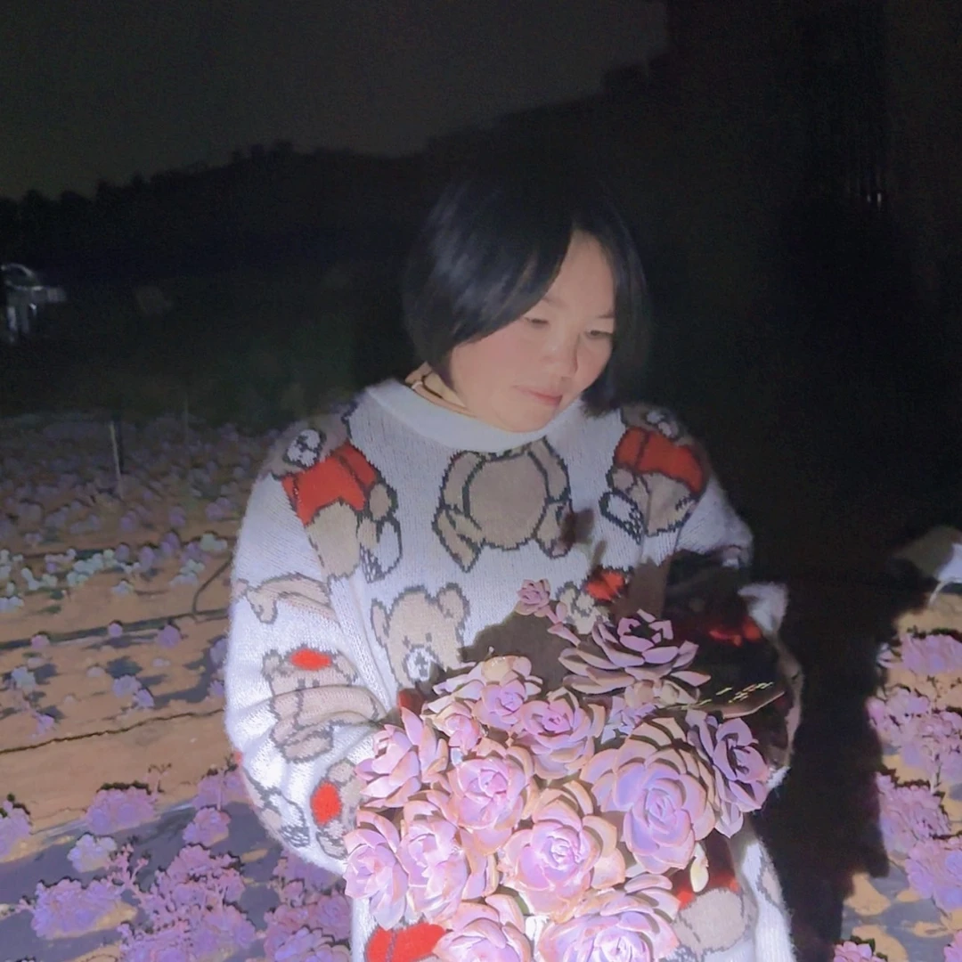 【闪购商品】地栽彩虹糖多肉