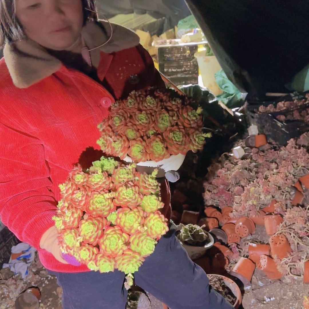 【闪购商品】盆栽蒂亚两盆多肉