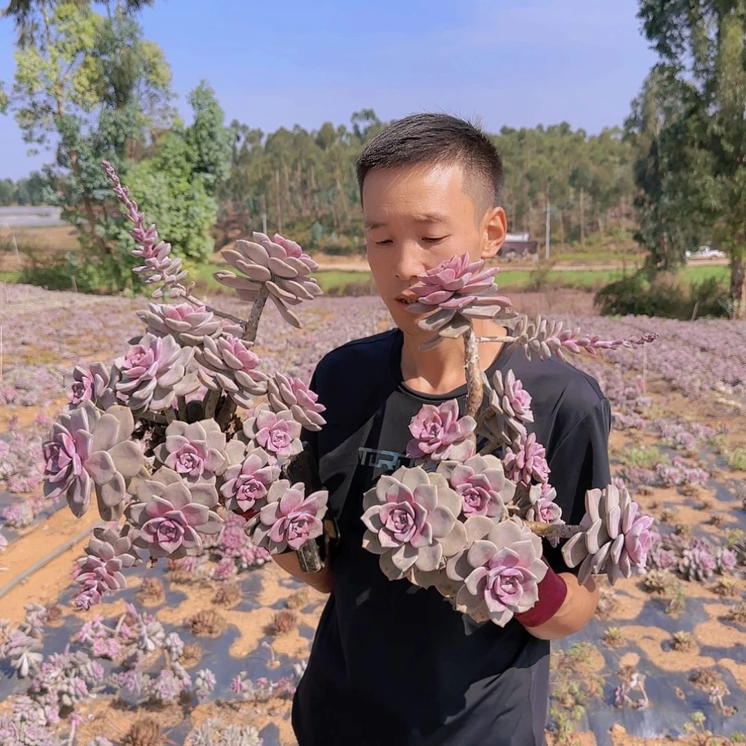 地栽糖心紫乐多肉2颗