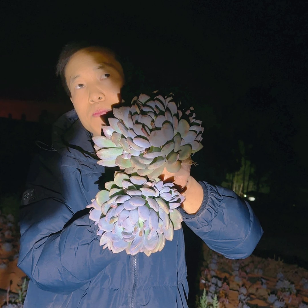 【闪购商品】灰姑娘多肉2颗