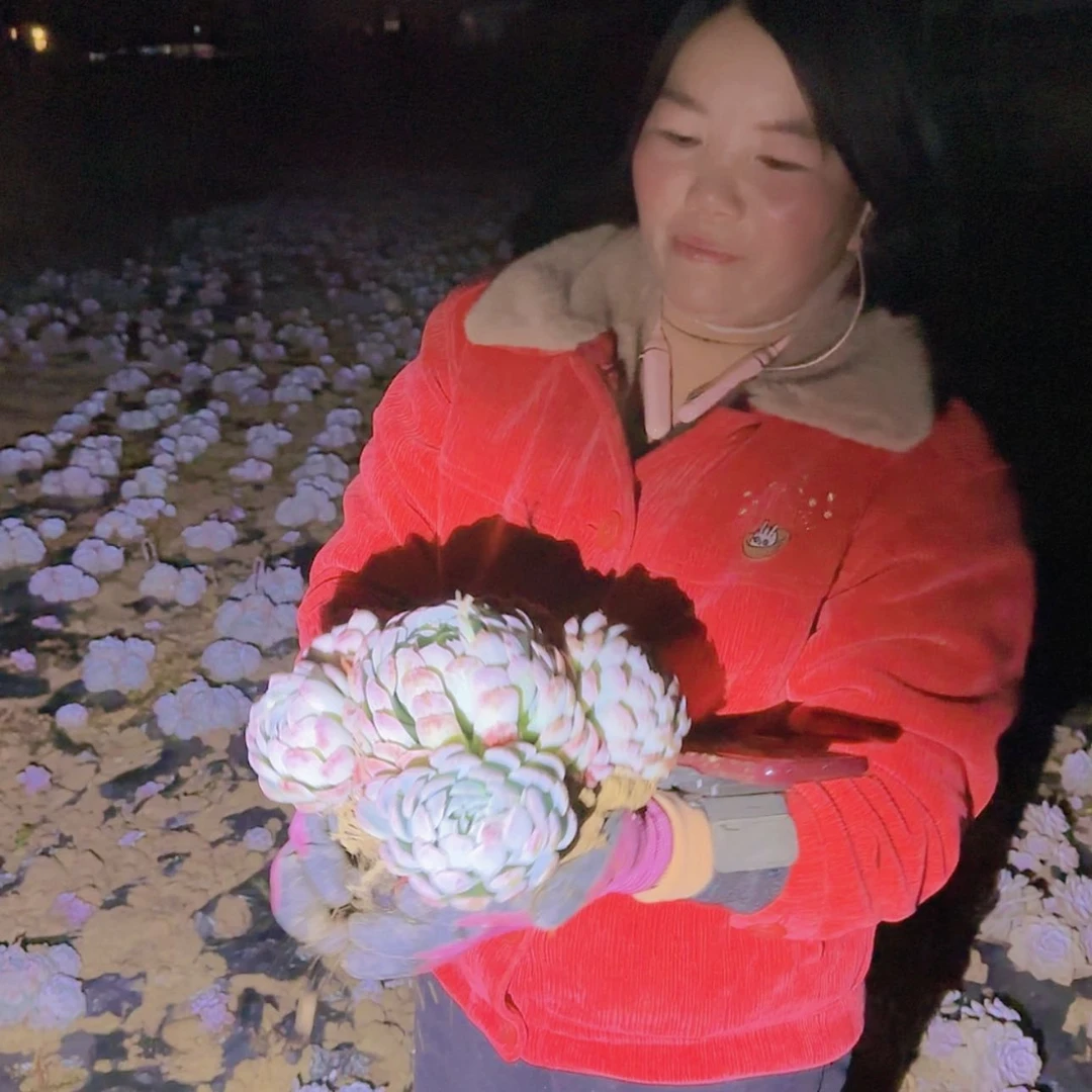 【闪购商品】地栽贝瑞多肉