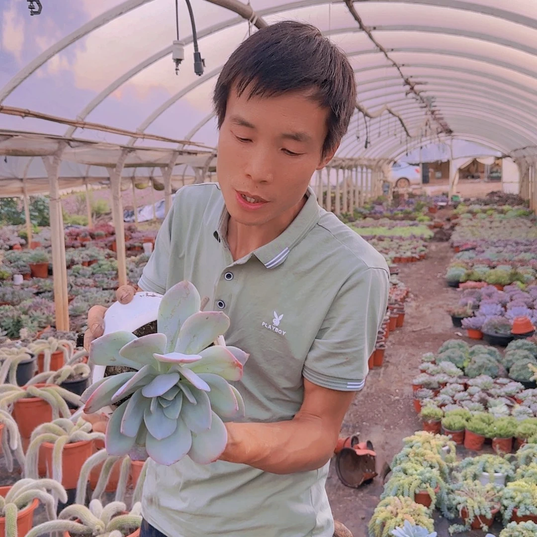 盆栽奶茶多肉多肉