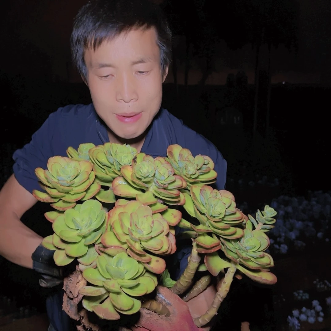 地栽红梅多肉多肉