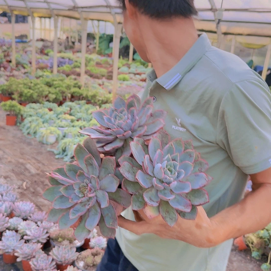 盆栽单头赫拉多肉3颗