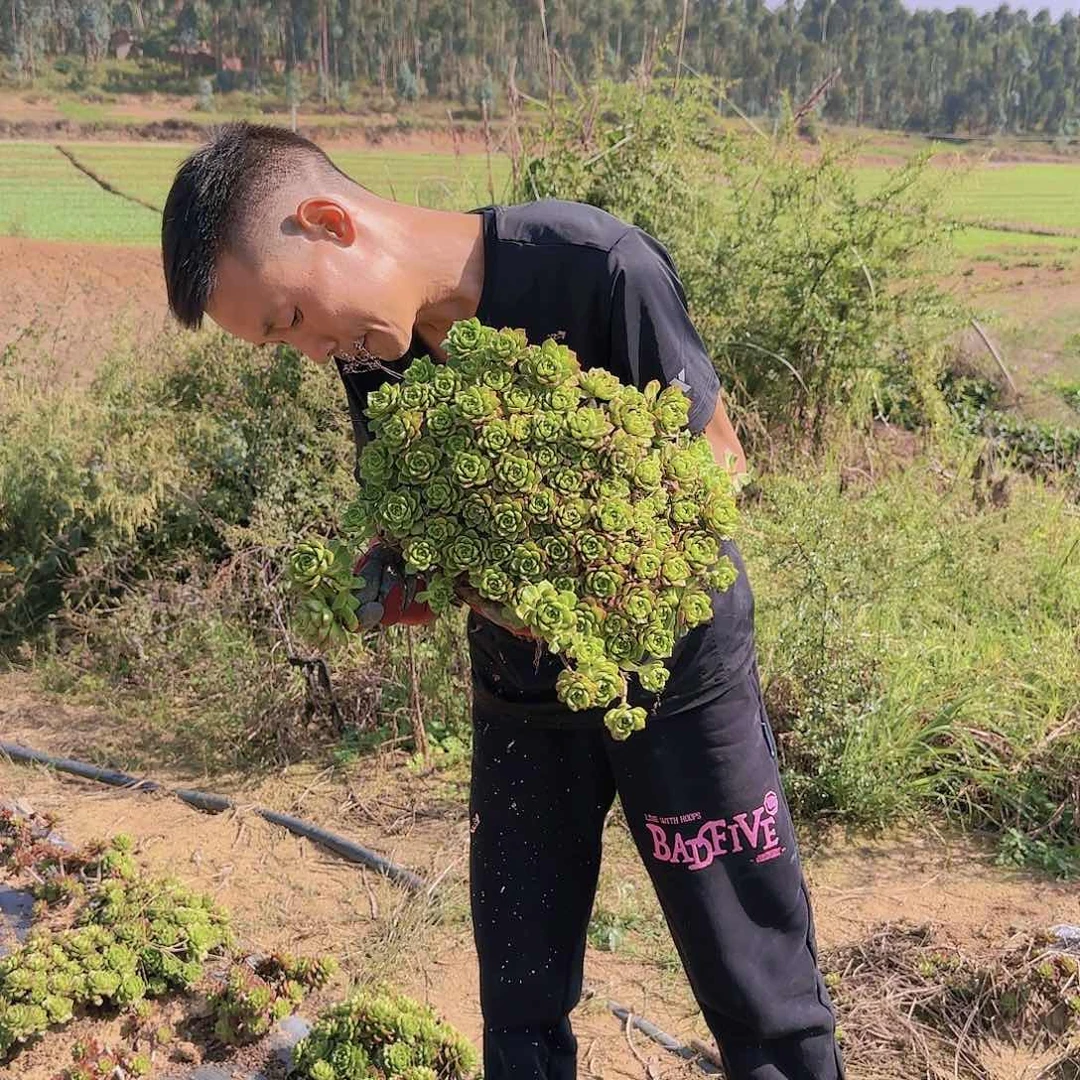 地栽大蒂亚多肉多肉