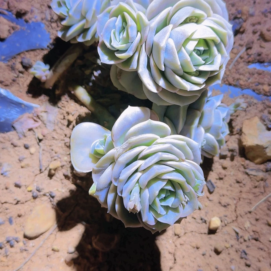 【闪购商品】可爱玫瑰多肉7头
