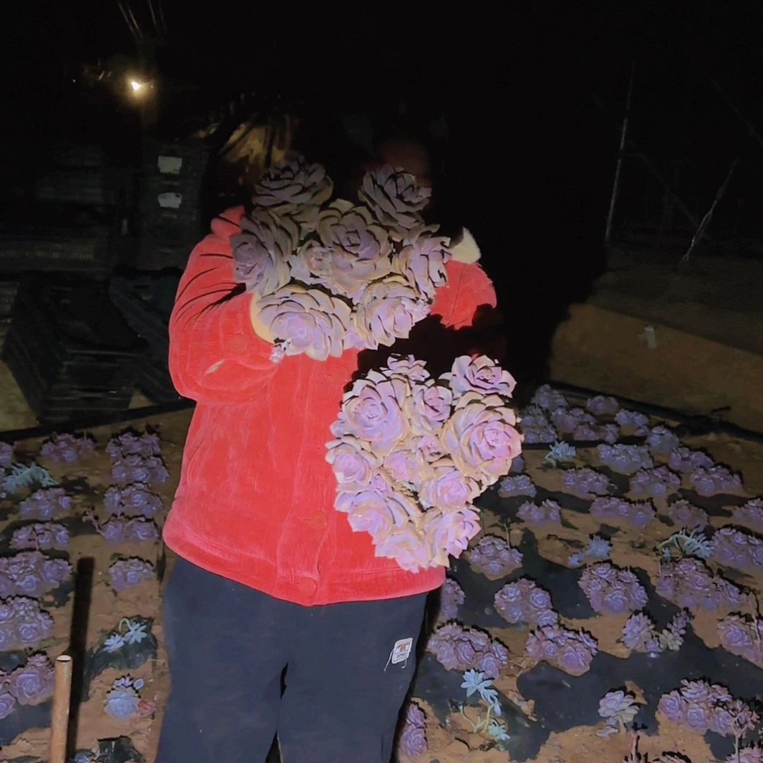 【闪购商品】地栽彩虹糖多肉2颗