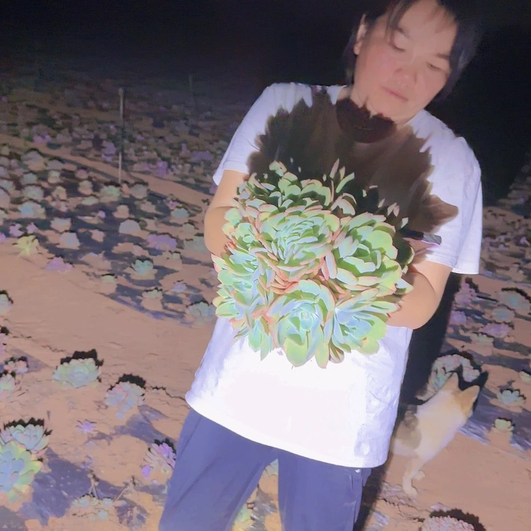 地栽小绮罗多肉多肉