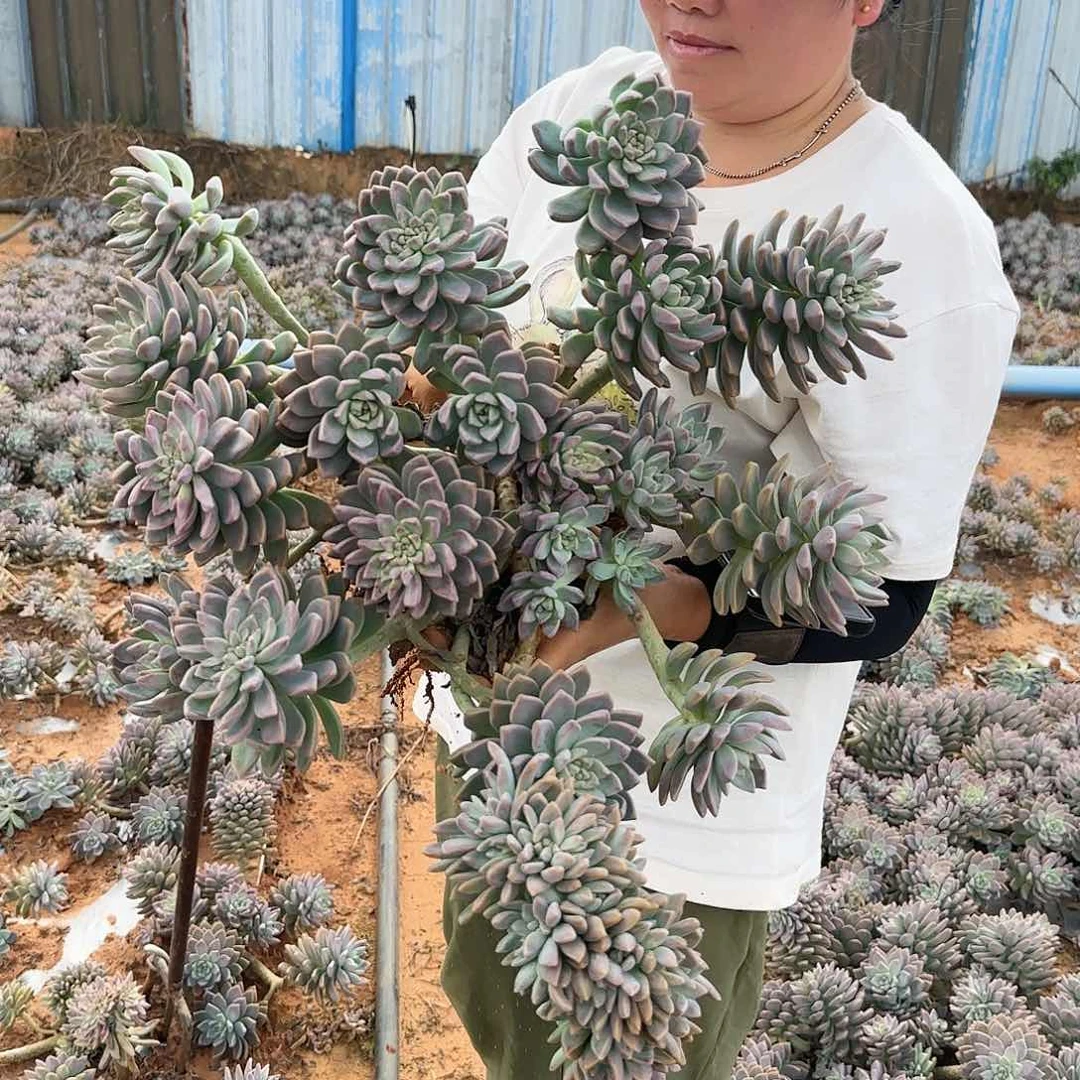 地栽大淡雪缀多肉