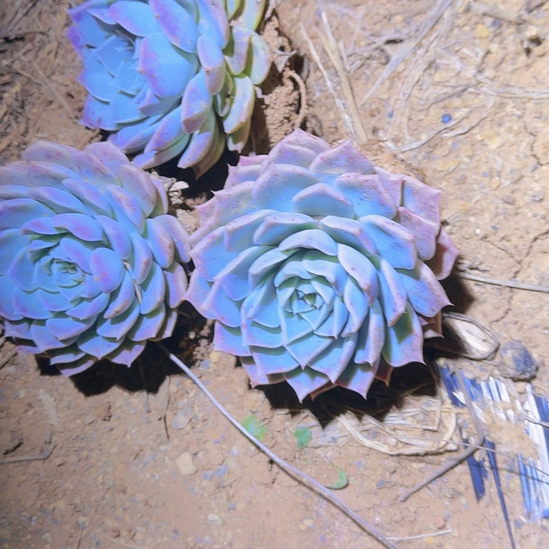 【闪购商品】朱砂痣3颗多肉