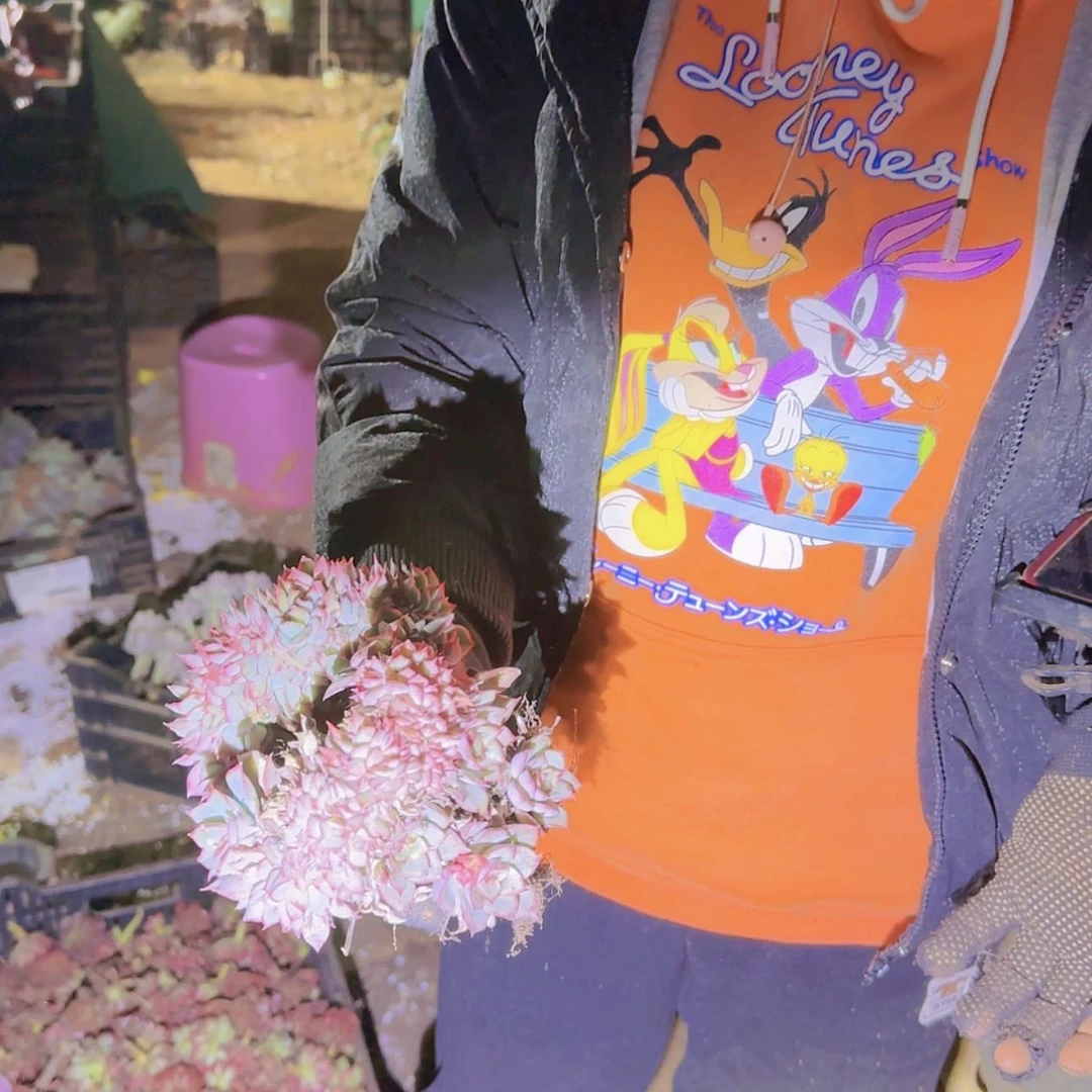 【闪购商品】月光女神缀化多肉