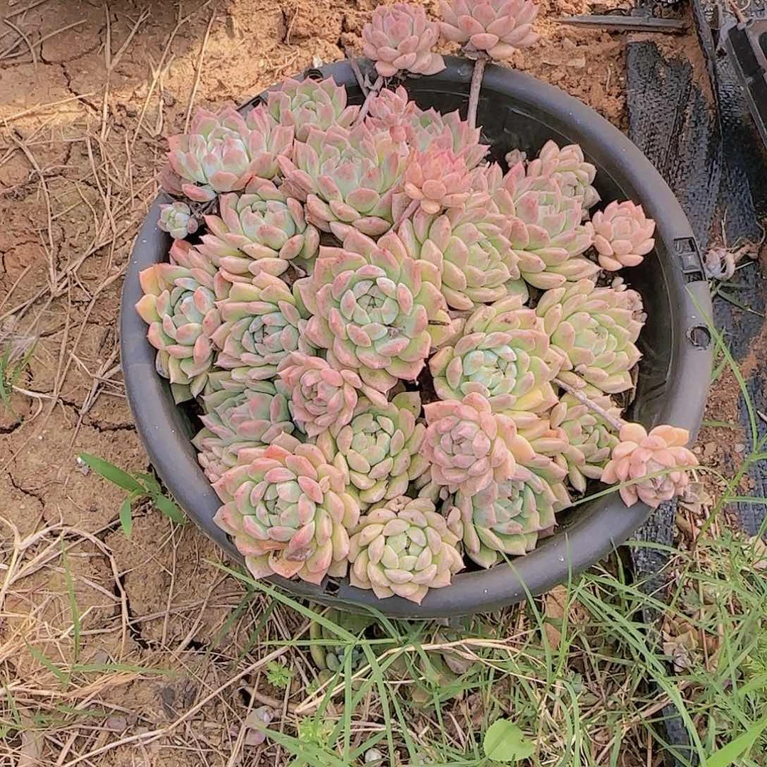 盆栽霜花多肉多肉