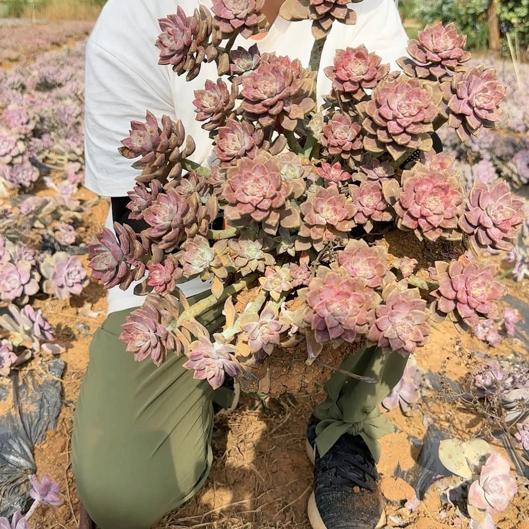 地栽阿伦陪多肉多肉