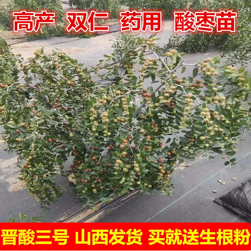 晋酸3号高产药用双仁酸枣苗山枣苗南北方种植 盆地栽当年结果树苗