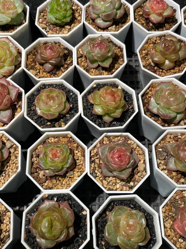 珍妮糖心麦秆女王各种杂交保底30颗