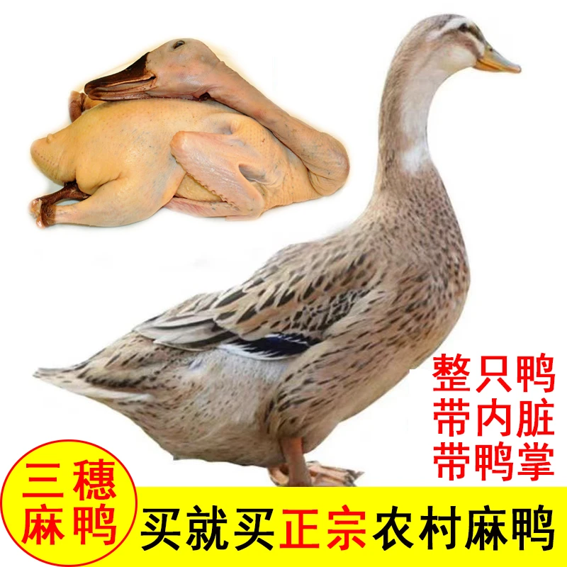 农家散养土鸭白条鸭新鲜现杀老鸭肉质鲜美适合煲汤红烧