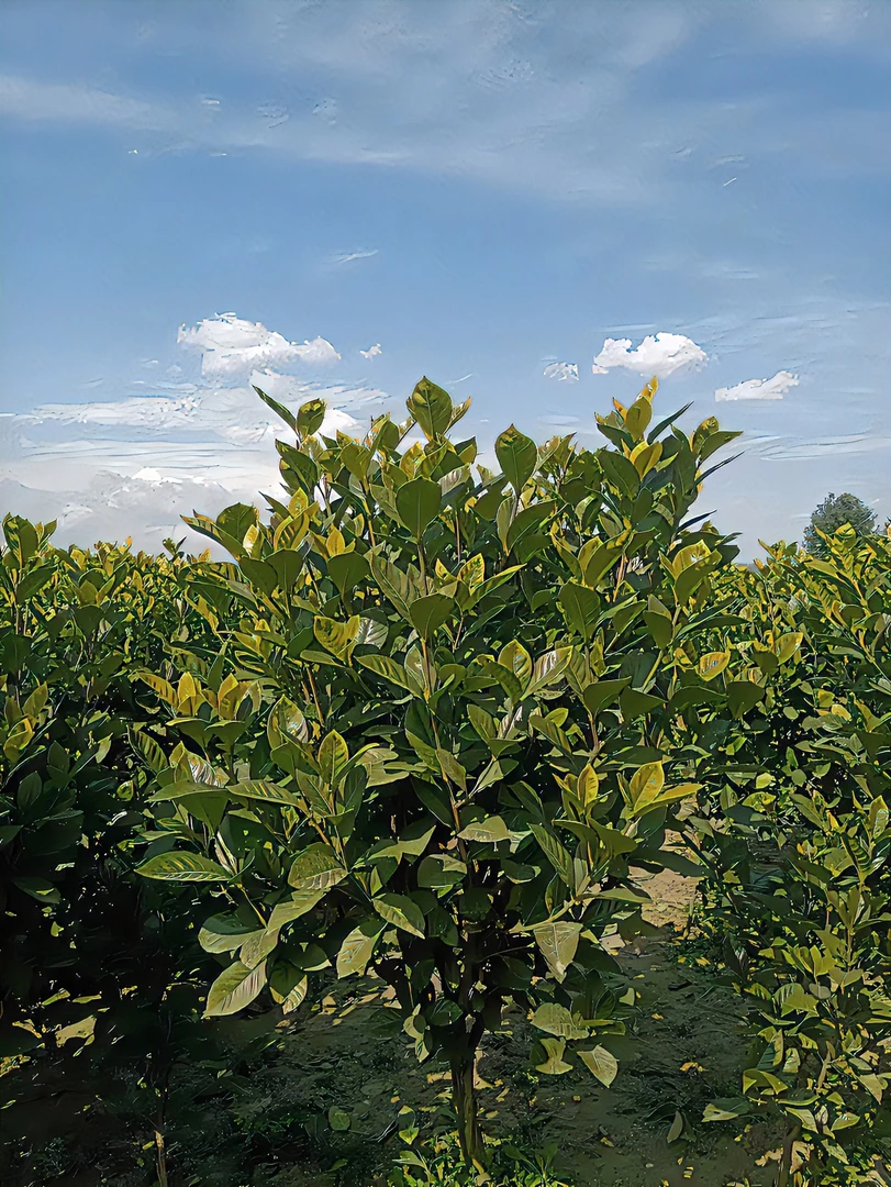 大叶栀子花树四季常绿开花朵大香气芳香露天栽种鲜活土球发货