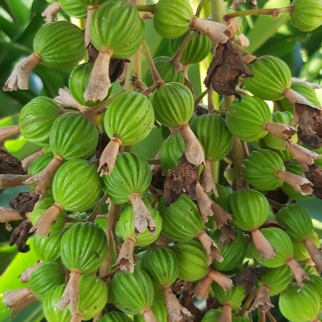 贵州特产新鲜草果正宗新鲜香砂香料果调料