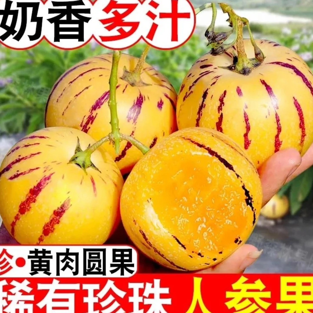 云南生态花皮树熟人参果 圆果黄肉 奶香味人参果 现摘现发