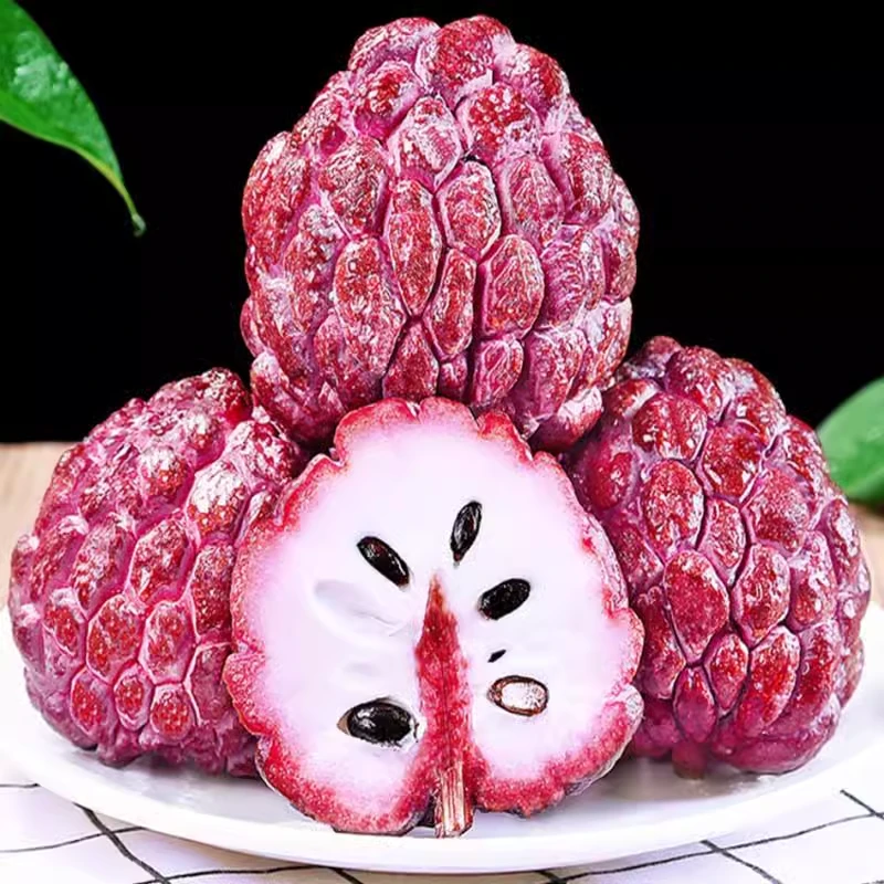 释迦果苗树台湾凤梨嫁接番荔枝佛陀头南方种植盆栽阳台释迦果树苗