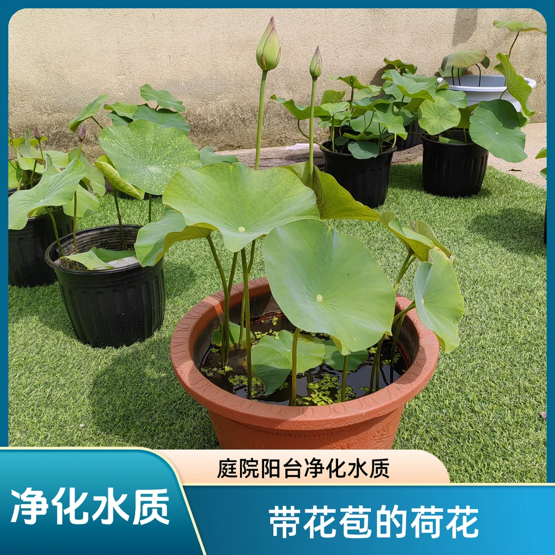 荷花成品带花苞发盆栽水培植物荷花庭院阳台净化水质池塘水生花卉