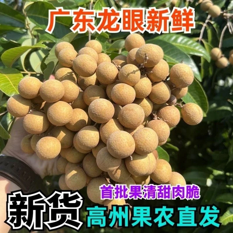 正宗石硖龙眼储良龙眼广东龙眼新鲜现摘当季水果 桂圆 鲜龙眼包邮