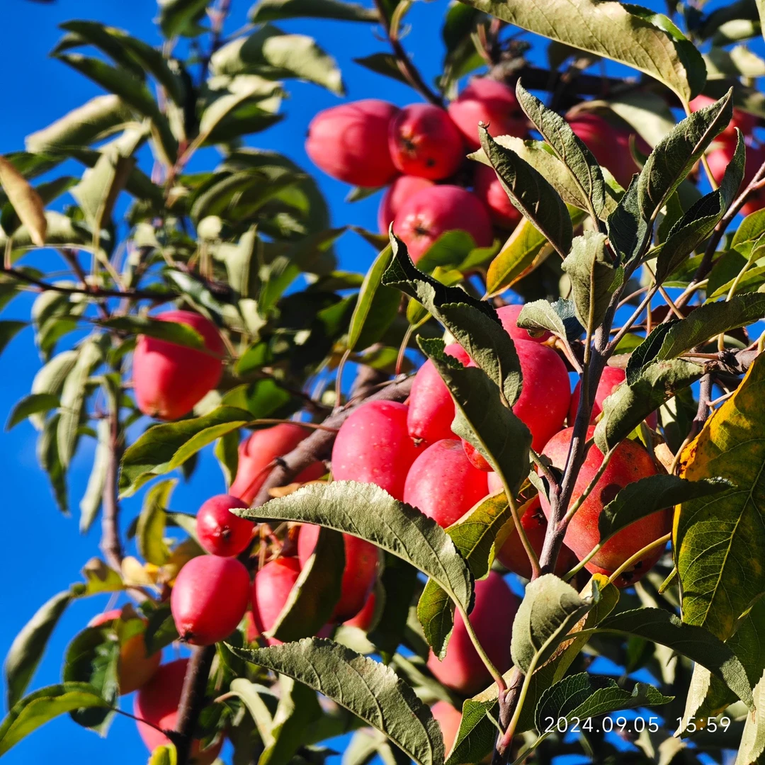 东北宁安特产鸡心果 海棠果 新鲜应季水果现摘现发3/5斤包邮