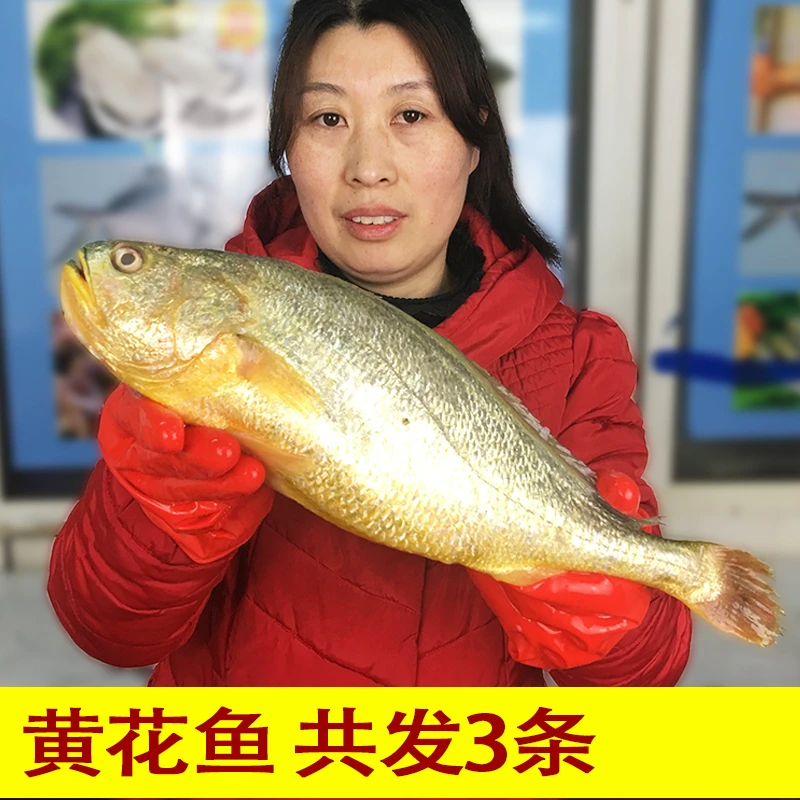 4.6斤特大黄花鱼 3条1.5-1.6斤1条 新鲜冷冻大黄花鱼年货海鱼顺丰