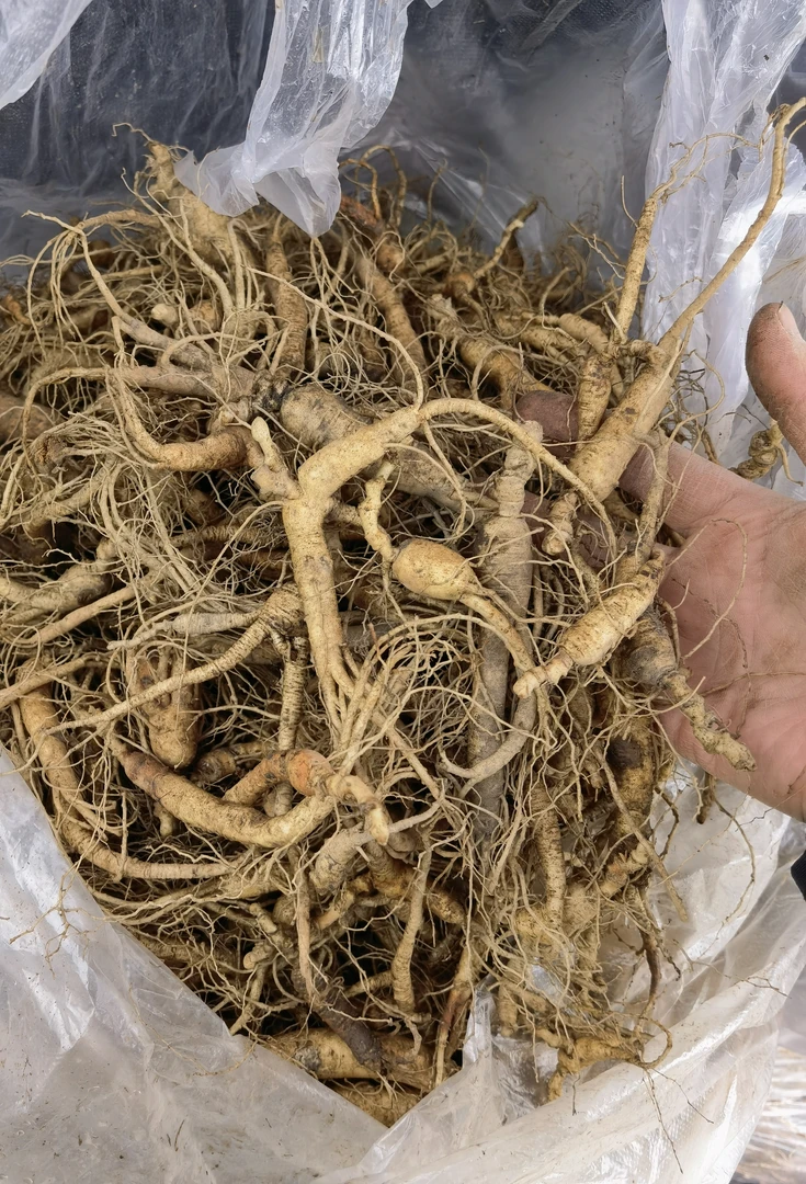 林下参小底子小老货有疤有绣有残三斤，介意疤绣勿拍