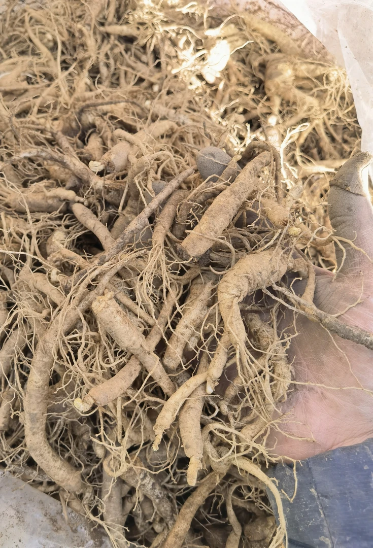 西洋参，林下西洋参小，断残都会有，自用品，介意勿拍