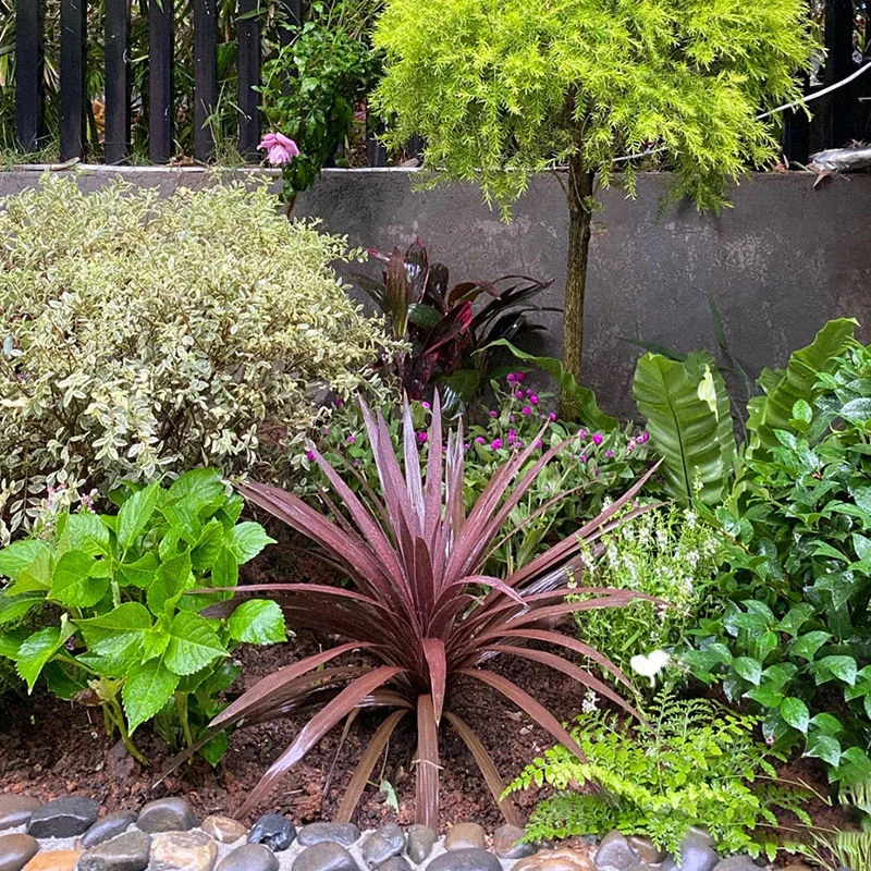 澳洲朱蕉红婚礼巧克力色冬青苗庭院造景室内耐热耐寒懒人植物大型
