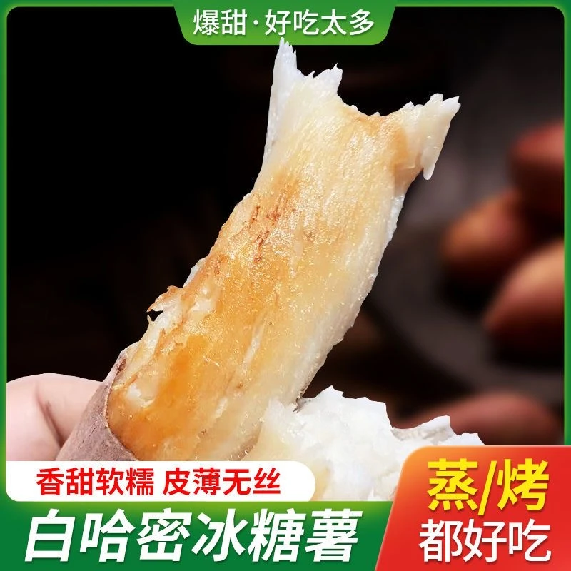 哈密奶芋 牛奶冰糖心蜜薯奶香白玉蜜薯粉糯香甜白心薯蒸煮烤