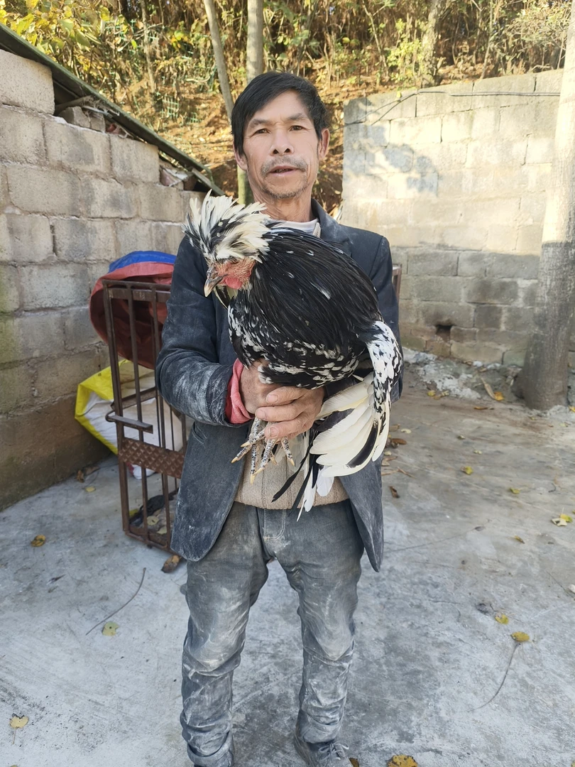小道推荐农村散养贵妃鸡