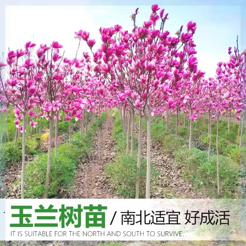 {主笔推荐}玉兰花紫玉兰精品树形带花苞地栽树苗现挖现发