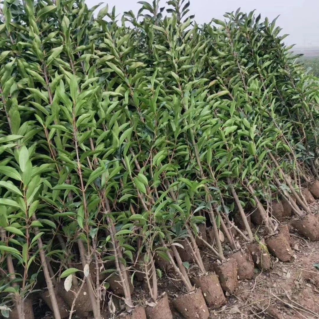 【48小时发货】法国冬青珊瑚树大叶黄杨北海道树苗庭院绿化篱笆围