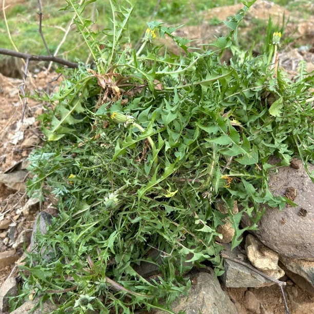 【野蒲公英】秦岭农户野外采集蒲谷英婆婆丁黄花苗 50g包邮另售山药