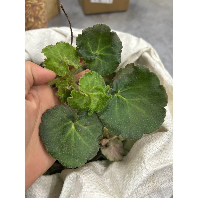 【虎耳草】大山里的虎耳草 野外采集 250g包邮 另售当归