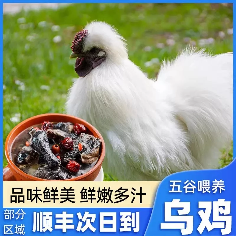 乌鸡新鲜现杀正宗农家散养土鸡五黑鸡乌骨鸡活鸡公鸡月子鸡老母鸡