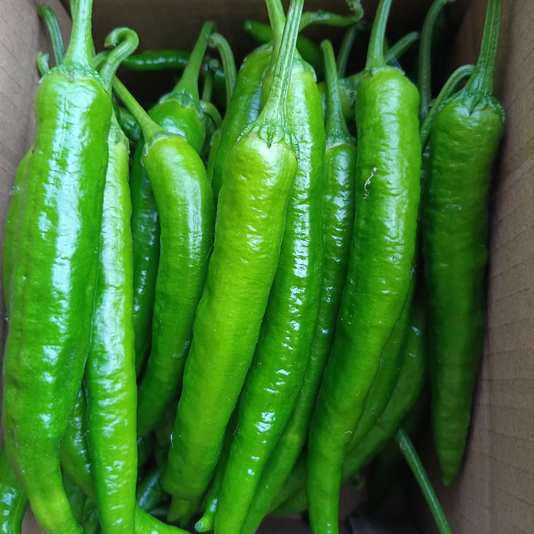 【陈家】农家新鲜微辣湘研55号中辣青椒皮薄肉厚1斤3斤5斤包邮辣椒