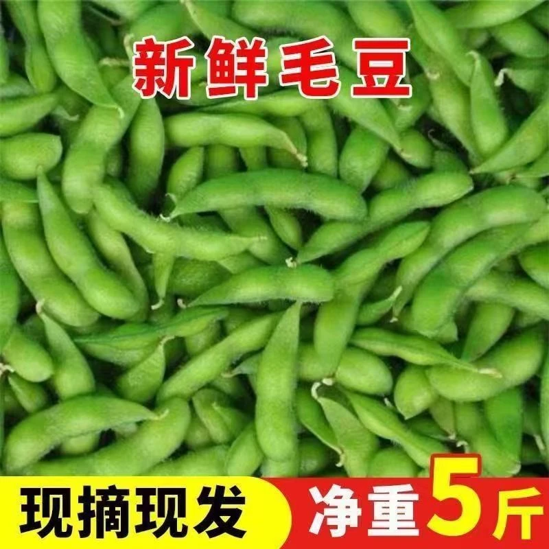 陈家自种新鲜毛豆菜豆大豆3斤—5斤现摘现发快递包邮农产品饱满