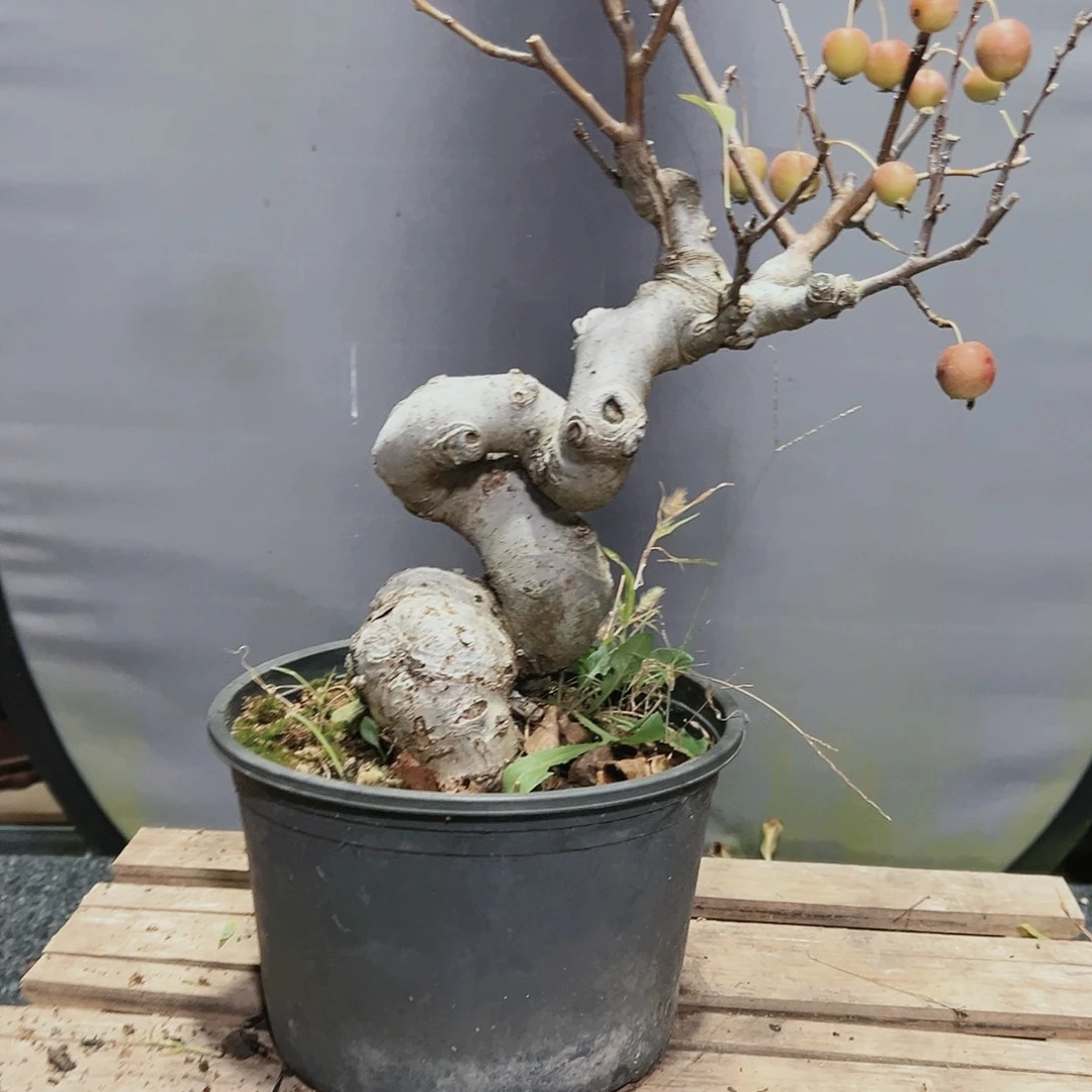 盆景皋月杜鹃3608?****?