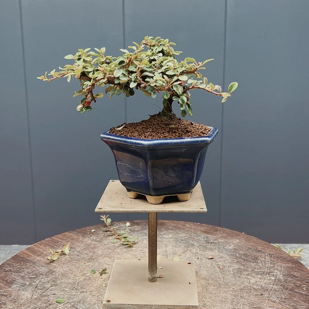 盆景皋月杜鹃2496用****8